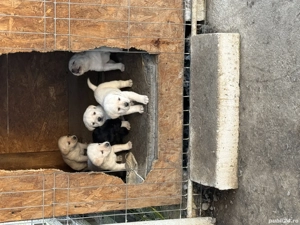 Pui labrador retriever - imagine 3