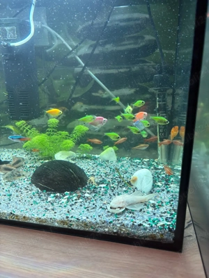 Vand Pesti de Acvariu - imagine 2