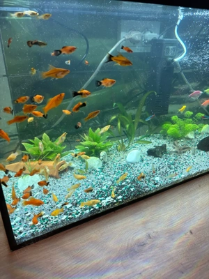 Vand Pesti de Acvariu - imagine 4