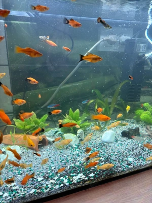 Vand Pesti de Acvariu