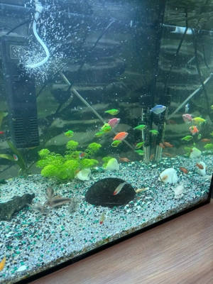 Vand Pesti de Acvariu - imagine 5