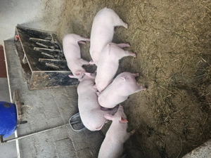 vand 6 grasuni cu varsta de 4 luni  - imagine 2