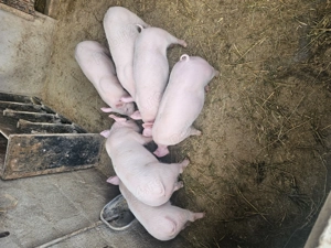 vand 6 grasuni cu varsta de 4 luni  - imagine 3