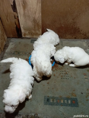 Catei bichon maltez  - imagine 2