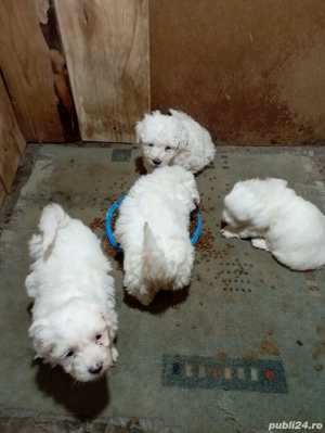 Catei bichon maltez  - imagine 4