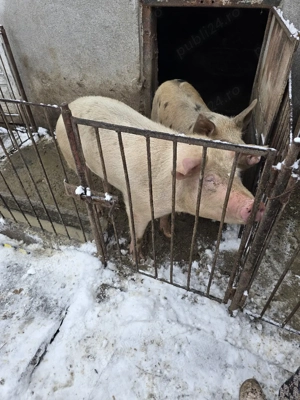 Porc de vânzare  - imagine 3