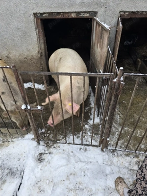 Porc de vânzare  - imagine 2