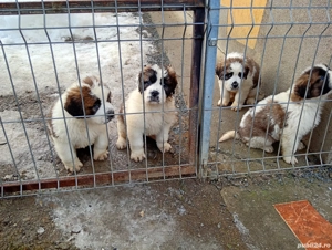 Suntem 3 fetițe și un băiețel 