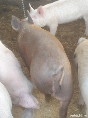 porc.        - imagine 3