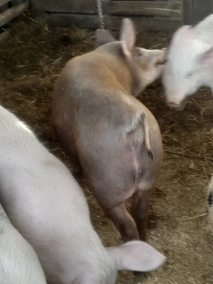 porc.         - imagine 4