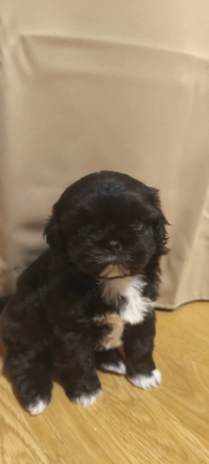 Baiat shih-tzu  - imagine 2