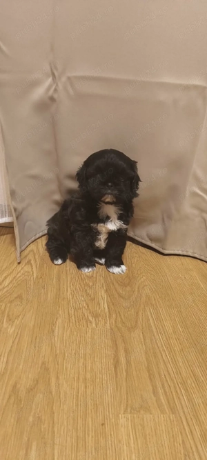 Baiat shih-tzu  - imagine 3