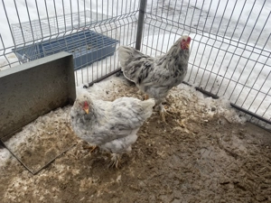 Găini de rasă brahma