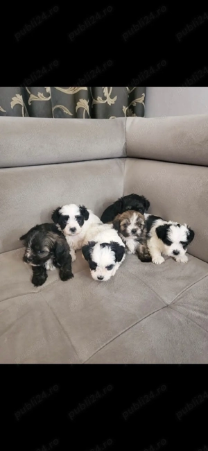 Bichon havanez - imagine 2