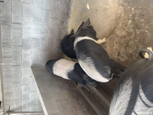 Porci grasi bazna - imagine 3