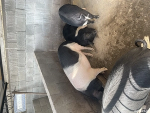 Porci grasi bazna - imagine 2