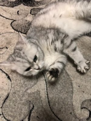 Vand pisica scottisch straight - imagine 5