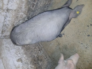 Porci pietrean belgian - imagine 5