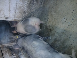 Porci pietrean belgian - imagine 2