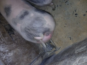 Porci pietrean belgian - imagine 3