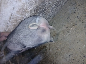 Porci pietrean belgian