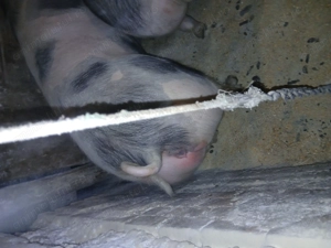 Porci pietrean belgian - imagine 4