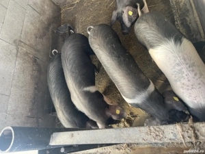 Porci grasuni bazna - imagine 2