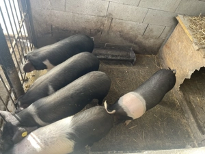 Porci grasuni bazna - imagine 3