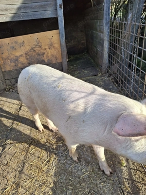 Vând porc pentru sacrificat sau pentru scroafa - imagine 5