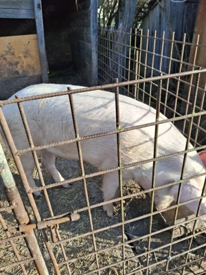 Vând porc pentru sacrificat sau pentru scroafa - imagine 2