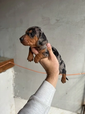 mascul teckel arlequin 