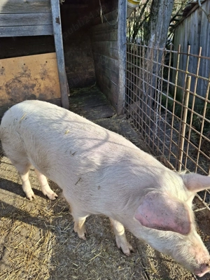 Vând porc pentru sacrificat sau pentru scroafa - imagine 4