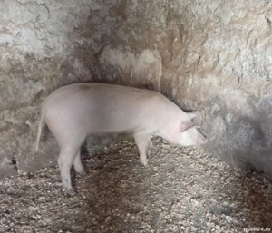 De vânzare vând porci 70,75 kg  - imagine 4