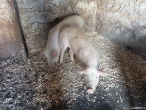 De vânzare vând porci 70,75 kg  - imagine 5