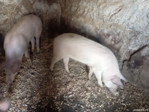 De vânzare vând porci 70,75 kg  - imagine 2