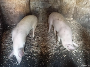 De vânzare vând porci 70,75 kg  - imagine 3
