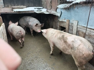 Porci de vanzare - imagine 2