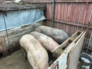 Porci de vanzare - imagine 3