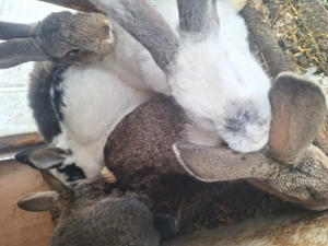 Iepurași metis diferite varste, culori si dimensiuni  - imagine 3