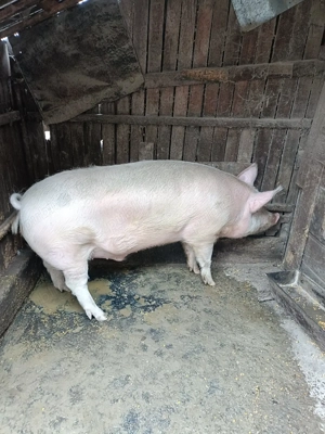 Porci de vanzare - imagine 5