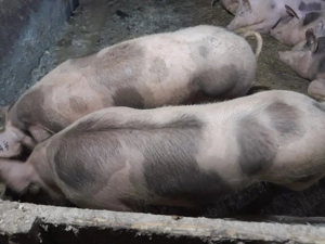 porci de vanzare - imagine 2