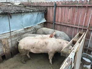 Porci de vanzare - imagine 4