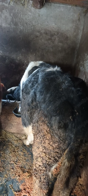 vti si vitele de vanzare - imagine 3