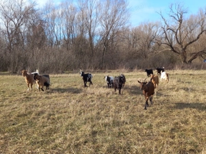 Vand 5 iedite si 5 capre preț per bucata  - imagine 4