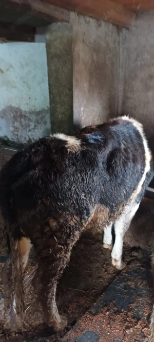 vti si vitele de vanzare - imagine 2