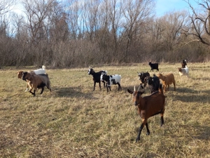 Vand 5 iedite si 5 capre preț per bucata  - imagine 3