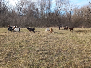 Vand 5 iedite si 5 capre preț per bucata  - imagine 5