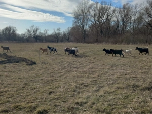 Vand 5 iedite si 5 capre preț per bucata  - imagine 2