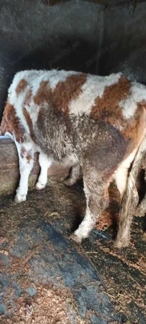 vti si vitele de vanzare - imagine 4