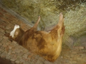 Vând vitea de 6 luni  scrieți mesaj Nu sunati 90 % nu am semnal  - imagine 2